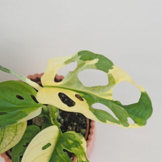 Monstera adansonii variegata malá monstera adansonii variegata panasovana raritna izbova rastlina