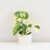 Monstera adansonii variegata malá monstera adansonii variegata panasovana raritna izbova rastlina