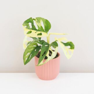 Monstera adansonii variegata malá monstera adansonii variegata panasovana raritna izbova rastlina