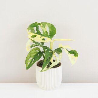 Pokojové rostliny, řasokoule a příslušenství monstera adansonii variegata panasovana raritna izbova rastlina