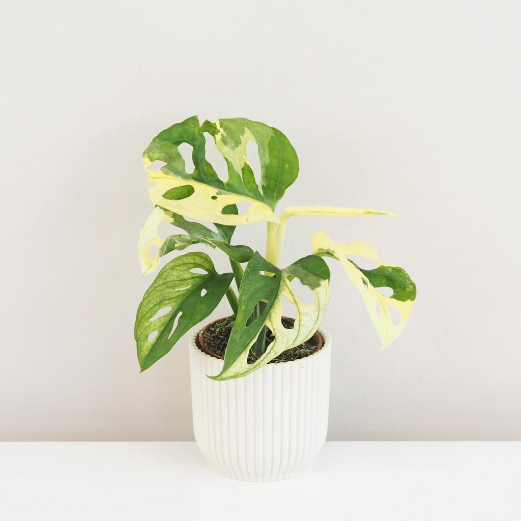 Monstera adansonii variegata malá monstera adansonii variegata panasovana raritna izbova rastlina