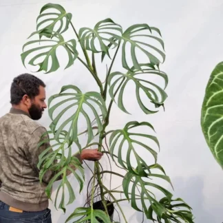 Monstera ‘Burle Marx Flame’ velká - Obrázek 2
