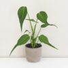 Monstera ‘Burle Marx Flame’ velká Monstera ‘Burle Marx Flame’ velká