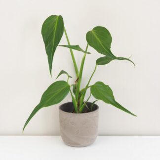 Monstera ‘Burle Marx Flame’ velká