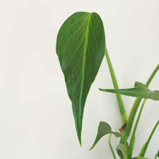 Monstera ‘Burle Marx Flame’ velká