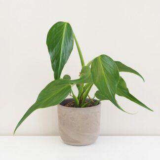 Monstera ‘Burle Marx Flame’ velká Monstera ‘Burle Marx Flame’ velká