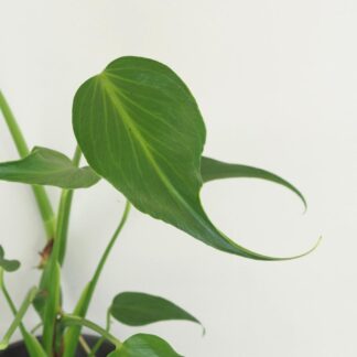 Monstera ‘Burle Marx Flame’ velká Monstera ‘Burle Marx Flame’ velká