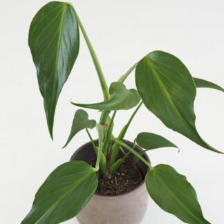 Monstera ‘Burle Marx Flame’ velká