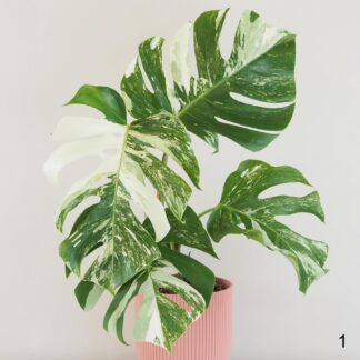 Albo Monstera - proč ji všichni tak moc chtějí? monstera deliciosa albo variegata bílá raritni pokojovka
