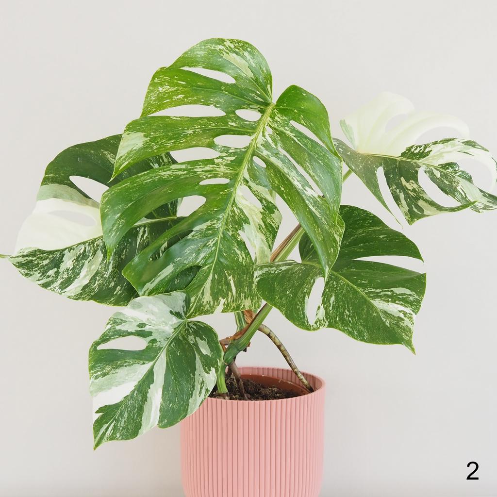 Monstera deliciosa ‘Albo-Variegata’ velká monstera deliciosa albo variegata bílá raritni pokojovka
