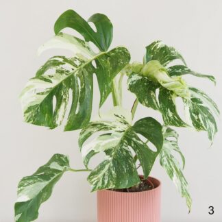 Monstera deliciosa ‘Albo-Variegata’ velká monstera deliciosa albo variegata bílá raritni pokojovka