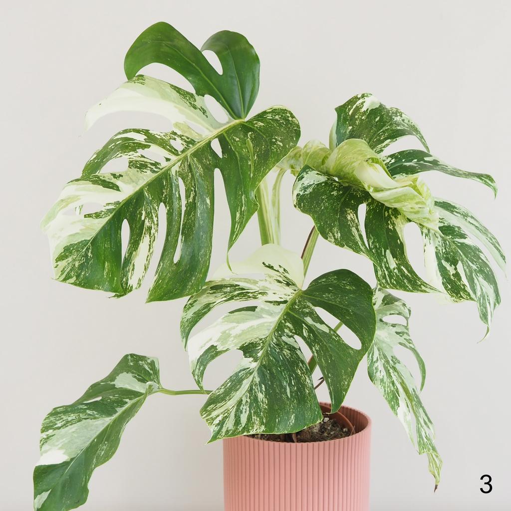 Monstera deliciosa ‘Albo-Variegata’ velká monstera deliciosa albo variegata bílá raritni pokojovka