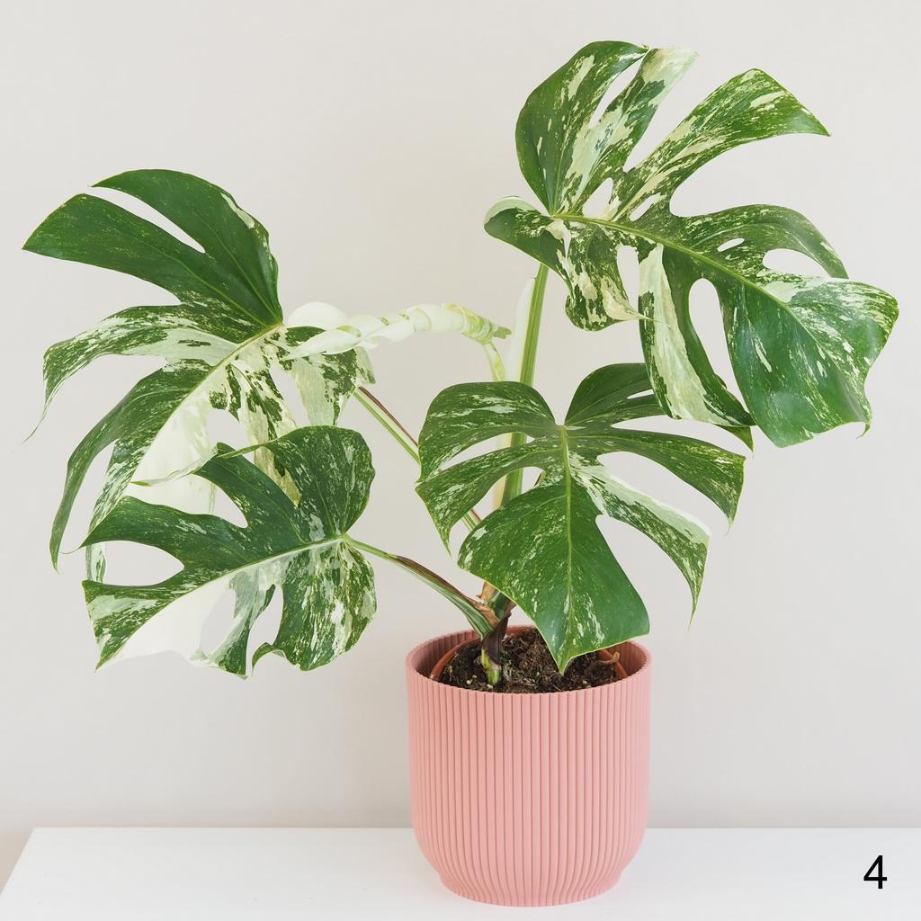 Monstera deliciosa ‘Albo-Variegata’ velká monstera deliciosa albo variegata bílá raritni pokojovka