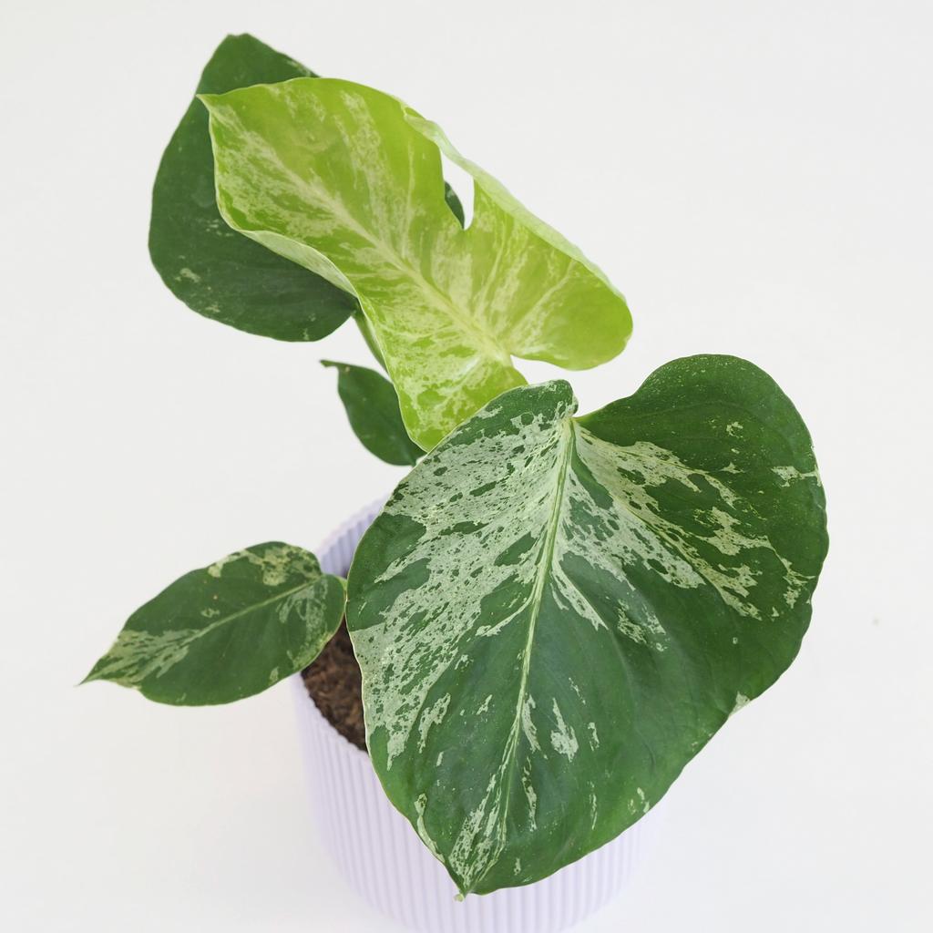 Monstera deliciosa ‘Bulbasaur’ Monstera deliciosa ‘Bulbasaur’ baby (kópia)