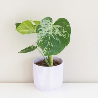 Pokojové rostliny, řasokoule a příslušenství Monstera deliciosa ‘Bulbasaur’ baby (kópia)