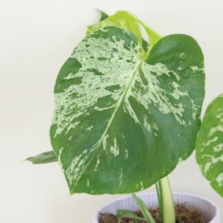 Monstera deliciosa ‘Bulbasaur’ Monstera deliciosa ‘Bulbasaur’ baby (kópia)