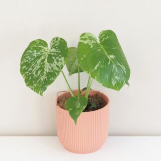 Monstera deliciosa ‘Bulbasaur’ Monstera deliciosa ‘Bulbasaur’ baby (kópia)