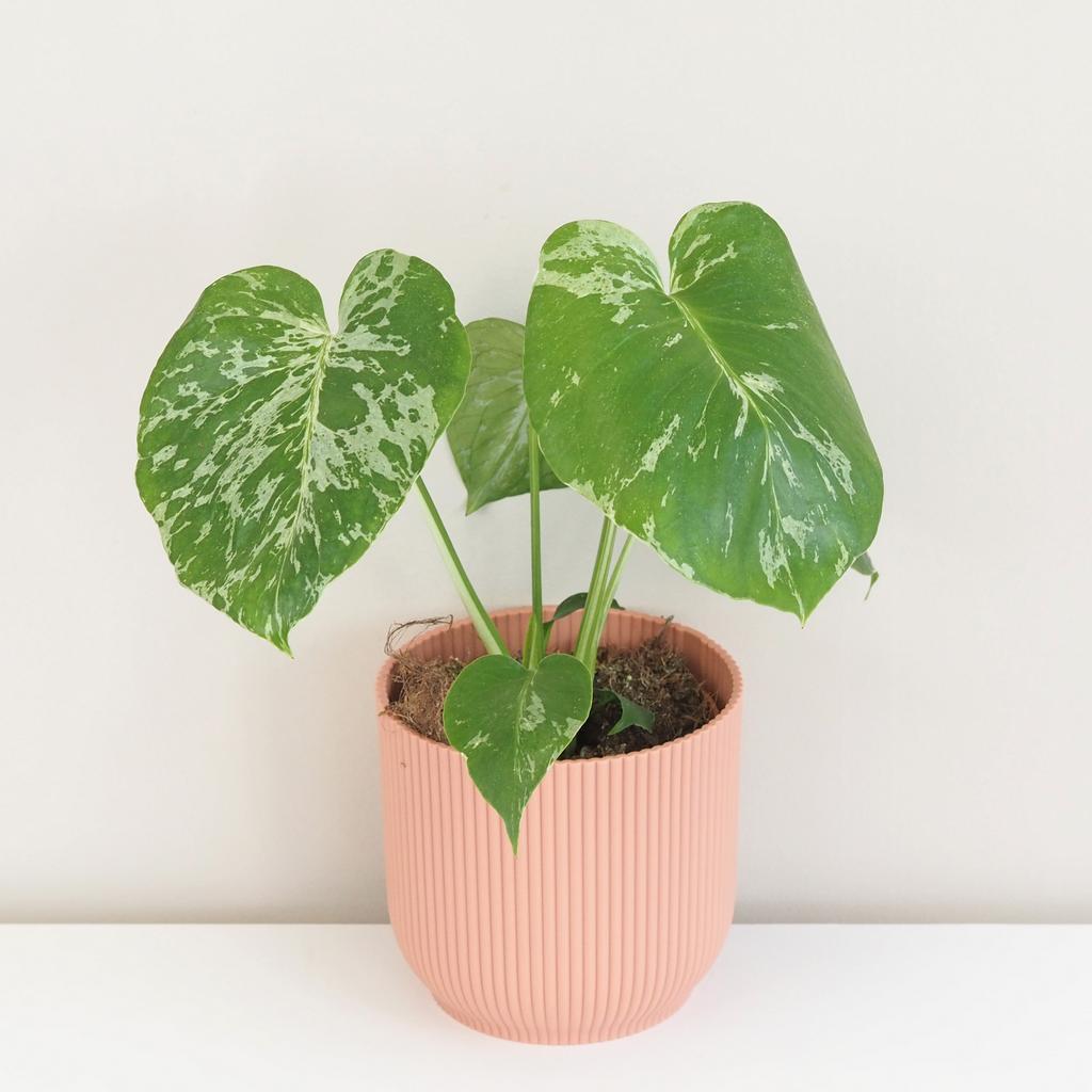Monstera deliciosa ‘Bulbasaur’ Monstera deliciosa ‘Bulbasaur’ baby (kópia)