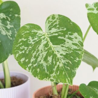 Monstera deliciosa ‘Bulbasaur’ Monstera deliciosa ‘Bulbasaur’ baby (kópia)
