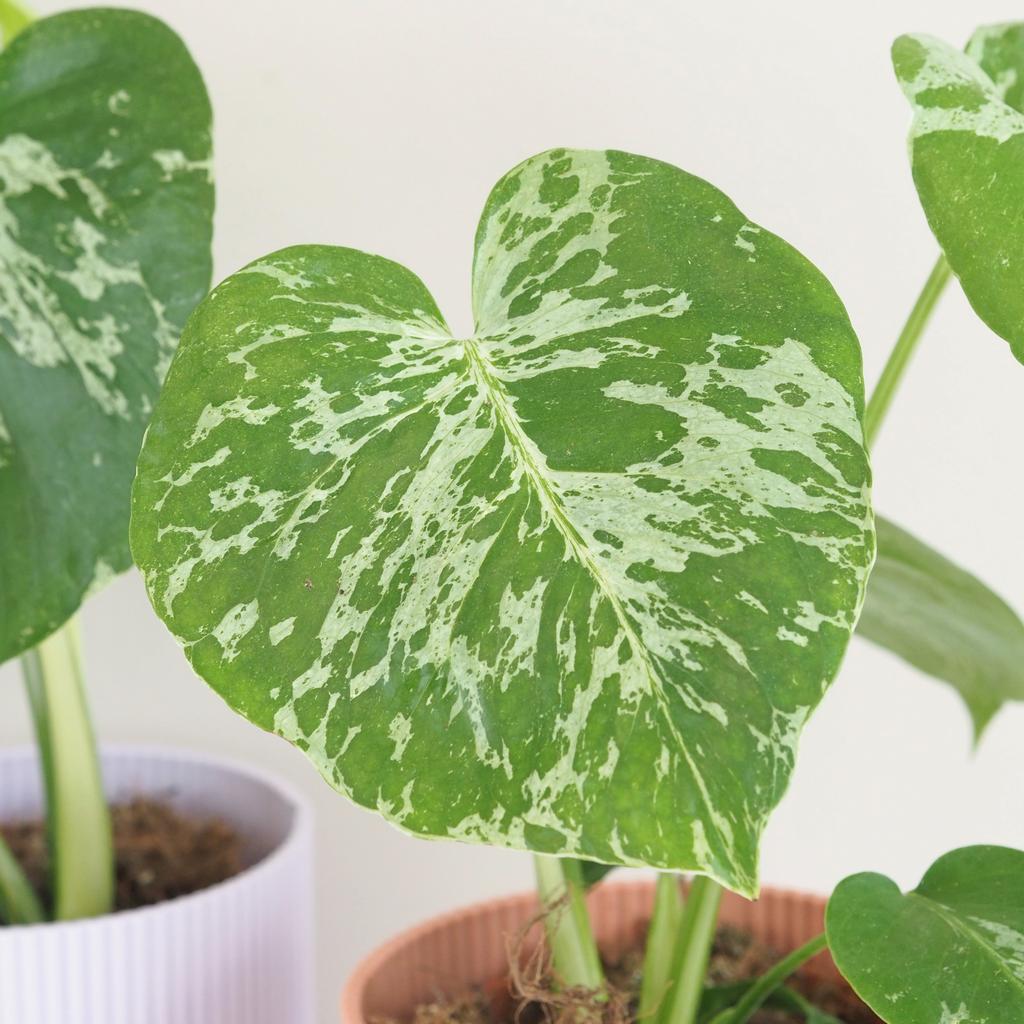 Monstera deliciosa ‘Bulbasaur’ Monstera deliciosa ‘Bulbasaur’ baby (kópia)