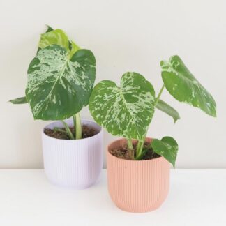 Monstera deliciosa ‘Bulbasaur’ Monstera deliciosa ‘Bulbasaur’ baby (kópia)