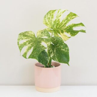 Pokojové rostliny, řasokoule a příslušenství Monstera deliciosa ‘Mint’ velká
