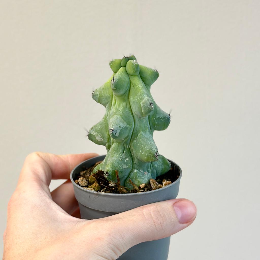 Myrtillocactus geometrizans ‘Fukurokuryuzinboku’ Myrtillocactus geometrizans ‘Fukurokuryuzinboku’