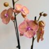 Orchidej Phalaenopsis ‘Sogo Very Maple’ Orchidej Phalaenopsis ‘Sogo Very Maple’