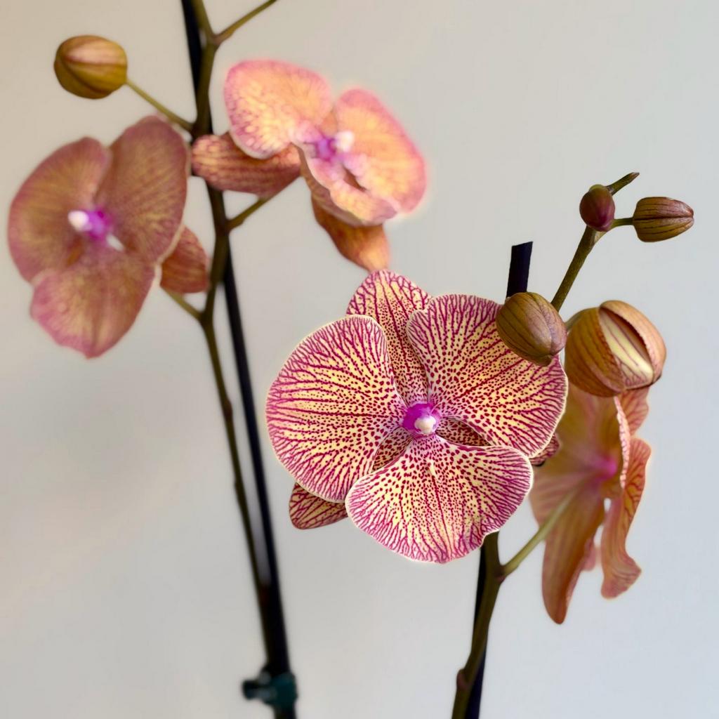 Orchidej Phalaenopsis ‘Sogo Very Maple’ Orchidej Phalaenopsis ‘Sogo Very Maple’