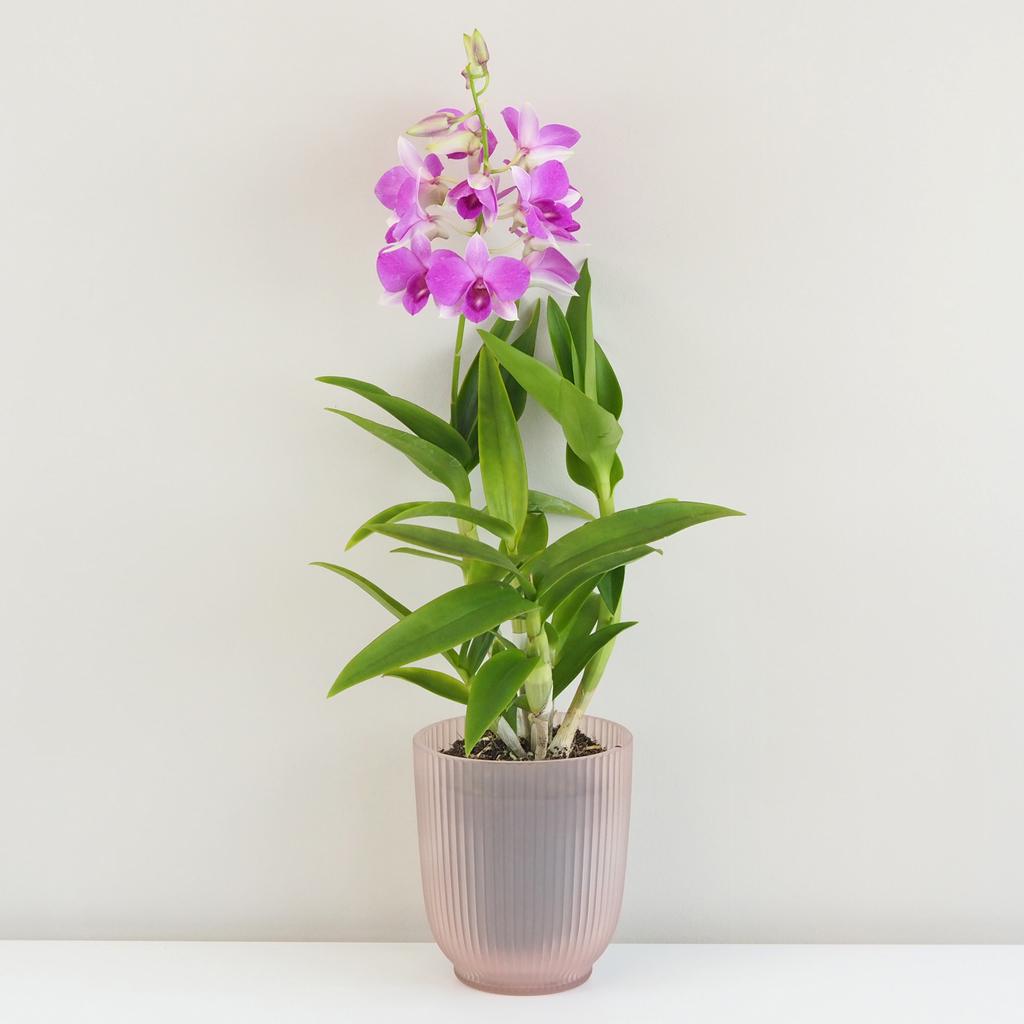 Orchidej Dendrobium Sa-Nook ‘Pink’ Orchidej Dendrobium Sa-Nook ruzovy kvet kvetina kvetouci pokojovka