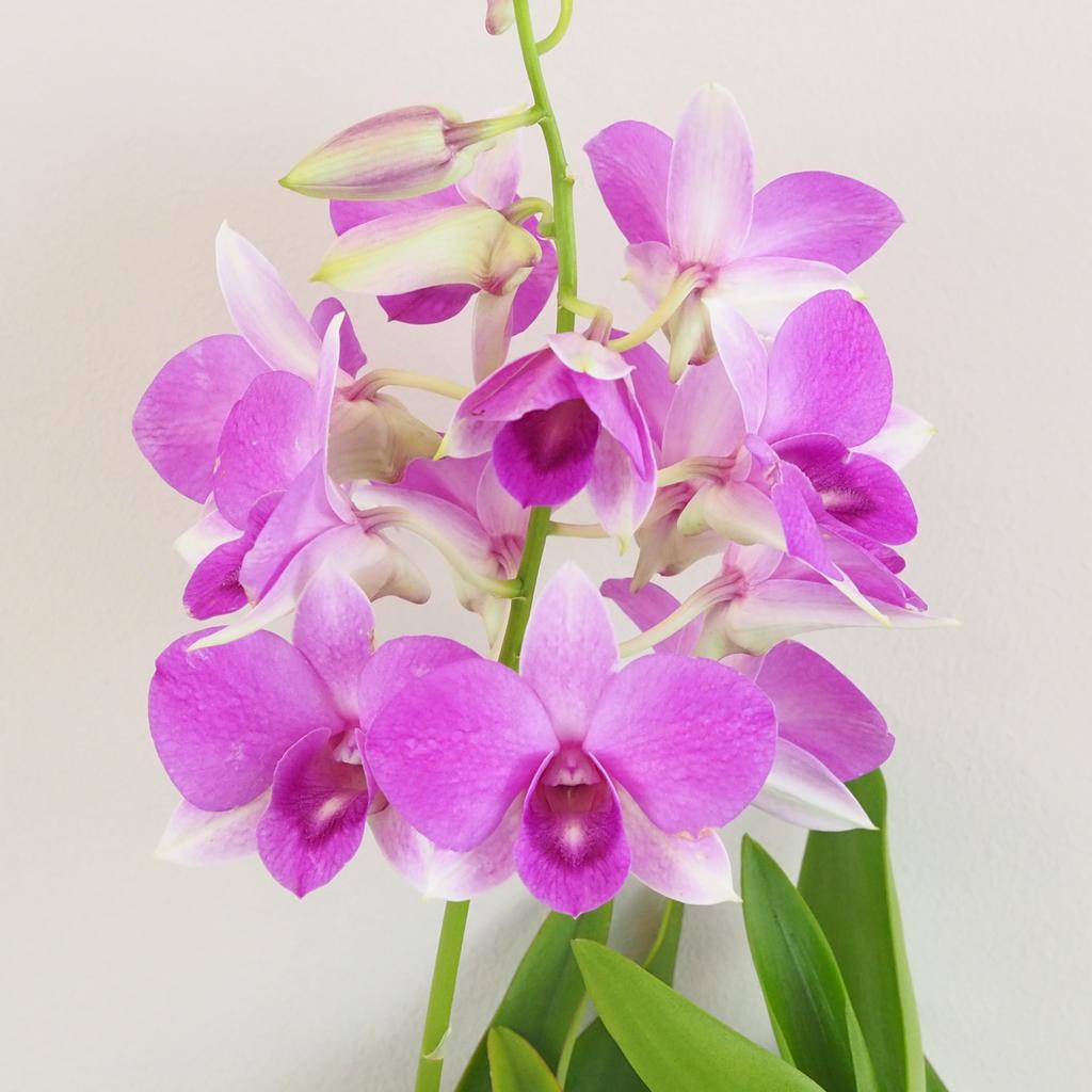 Orchidej Dendrobium Sa-Nook ‘Pink’ Orchidej Dendrobium Sa-Nook ruzovy kvet kvetina kvetouci pokojovka