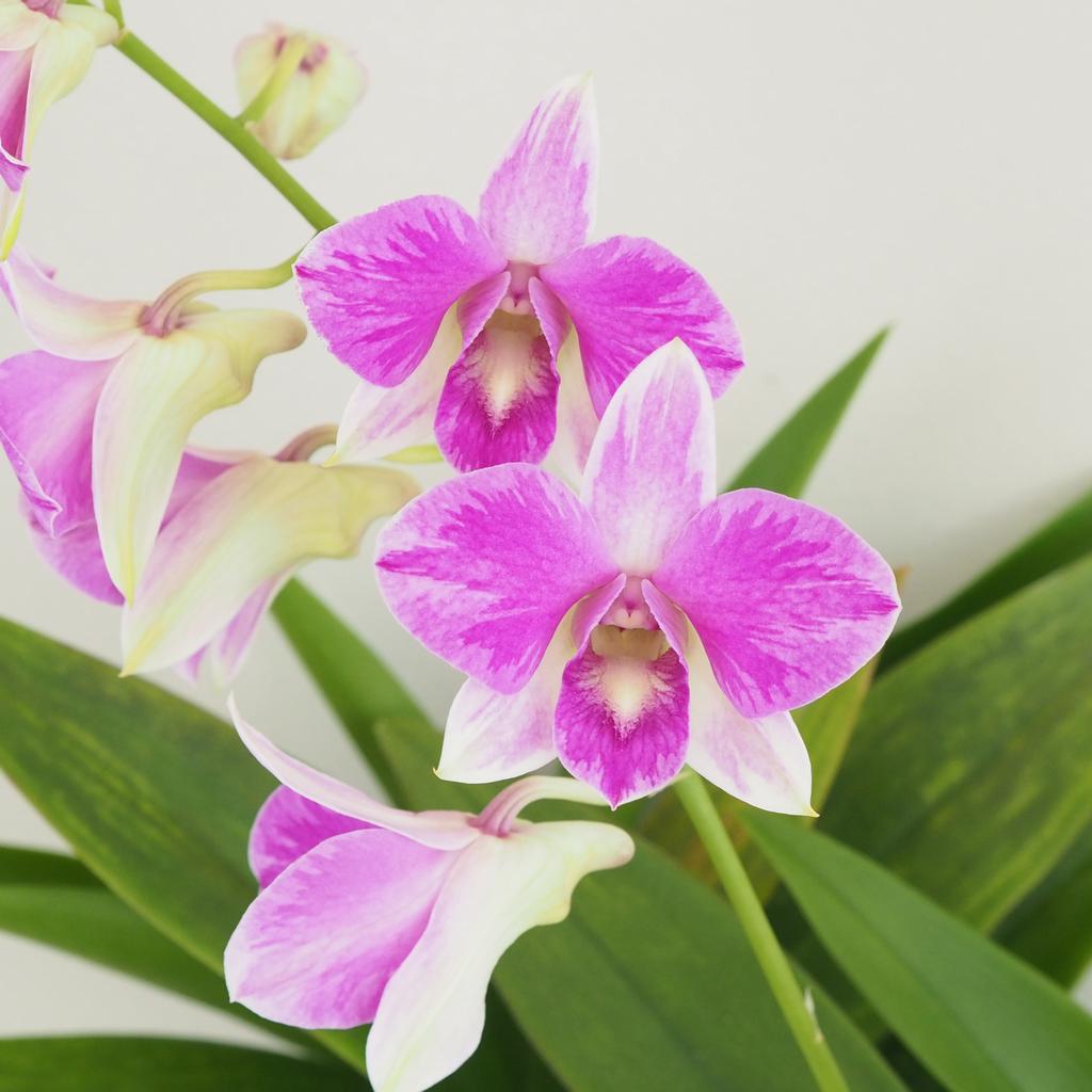 Orchidej Dendrobium Sa-Nook ‘Pink Marble’ Orchidej Dendrobium Sa-Nook ‘Pink’ (kópia)