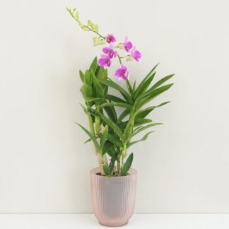 Orchidej Dendrobium Sa-Nook ‘Pink Marble’ Orchidej Dendrobium Sa-Nook ‘Pink’ (kópia)