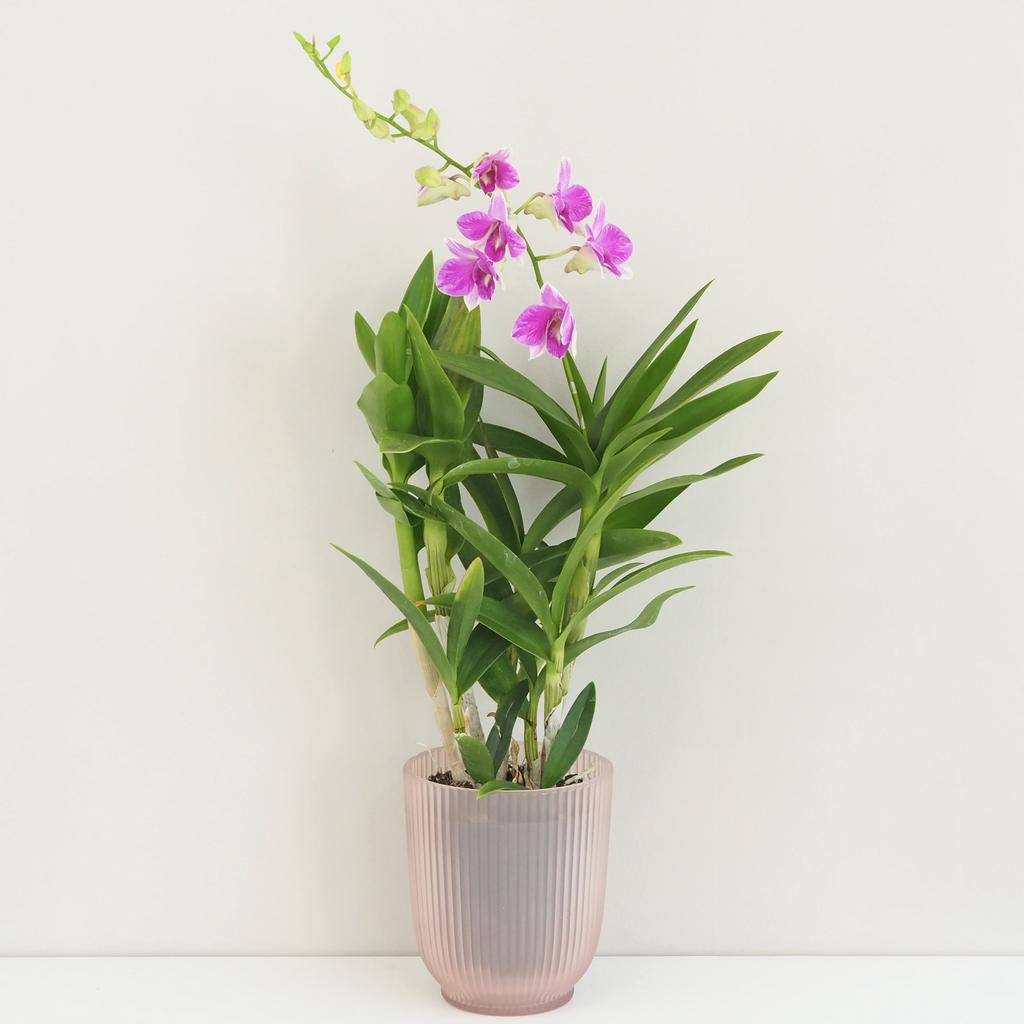 Orchidej Dendrobium Sa-Nook ‘Pink Marble’ Orchidej Dendrobium Sa-Nook ‘Pink’ (kópia)