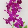Orchidej Dendrobium Sa-Nook ‘Purple’ Orchidej Dendrobium Sa-Nook ‘Thailand Black’ (kópia)