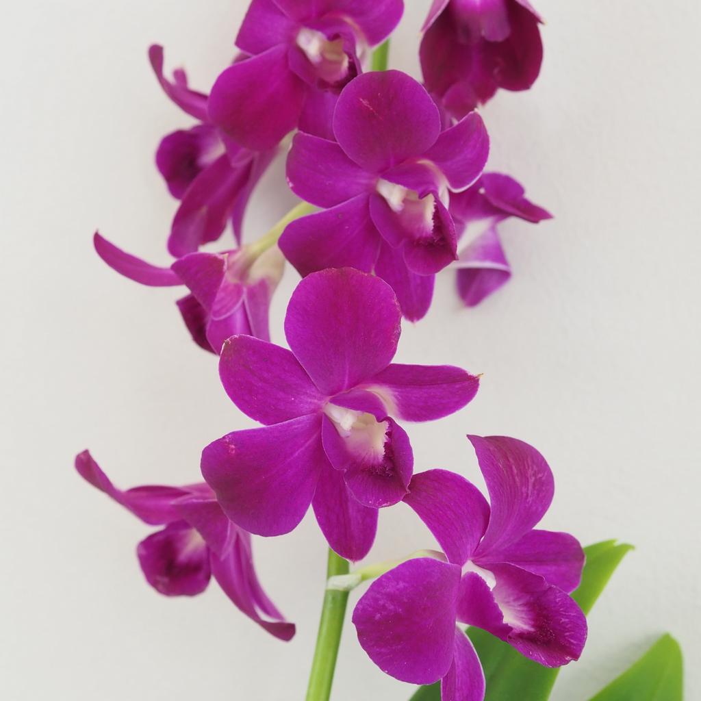 Orchidej Dendrobium Sa-Nook ‘Purple’ Orchidej Dendrobium Sa-Nook ‘Thailand Black’ (kópia)