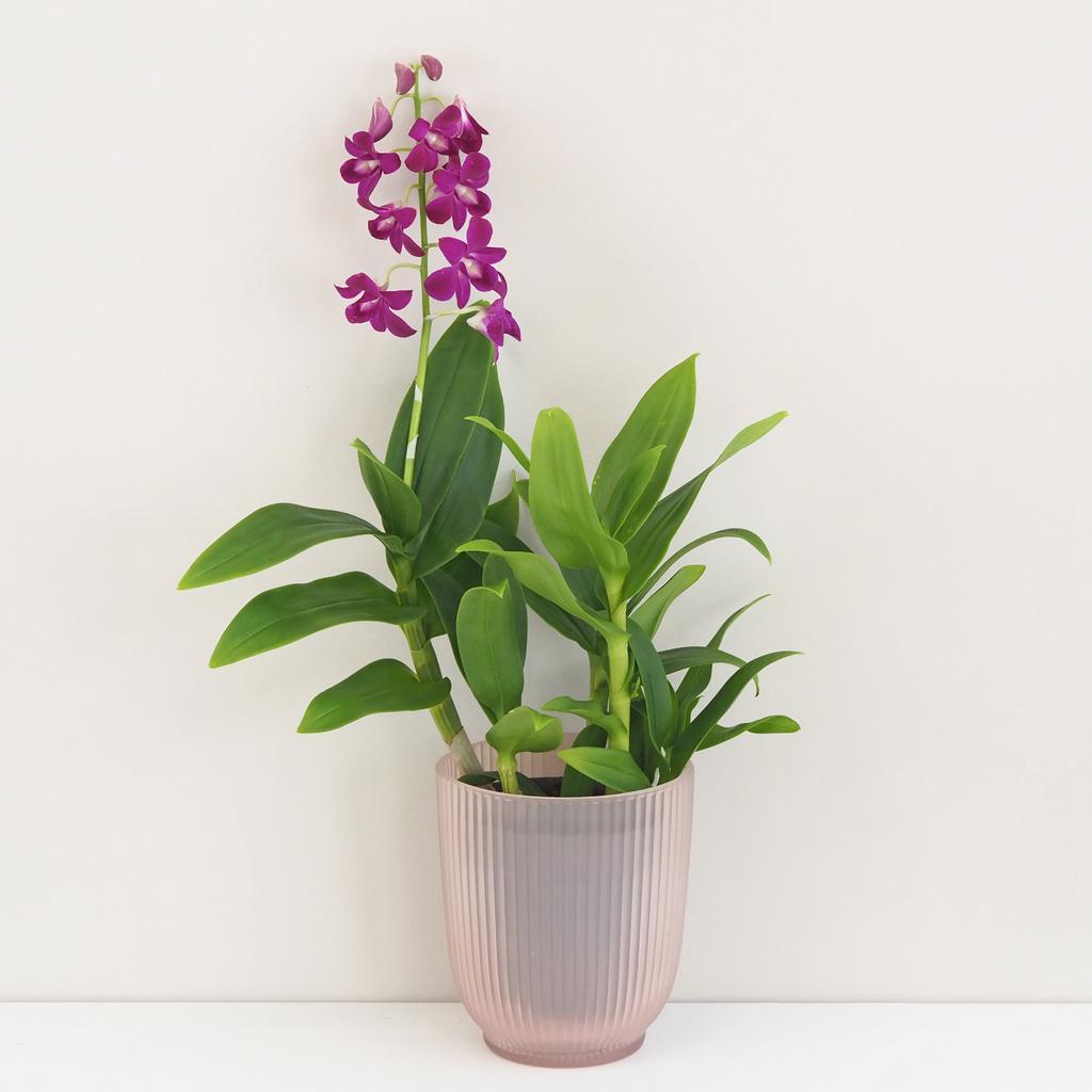 Orchidej Dendrobium Sa-Nook ‘Purple’ Orchidej Dendrobium Sa-Nook ‘Thailand Black’ (kópia)