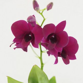 Pokojové rostliny, řasokoule a příslušenství Orchidej Dendrobium Sa-Nook Thailand Black kvet kvetina kvetouci pokojovka