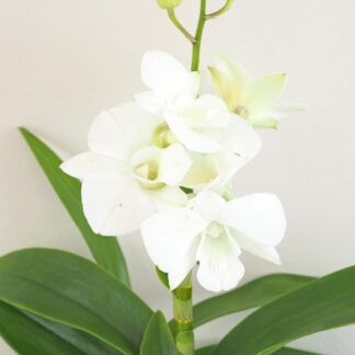 Pokojové rostliny, řasokoule a příslušenství Orchidej Dendrobium Sa-Nook bily kvet kvetina kvetouci pokojovka