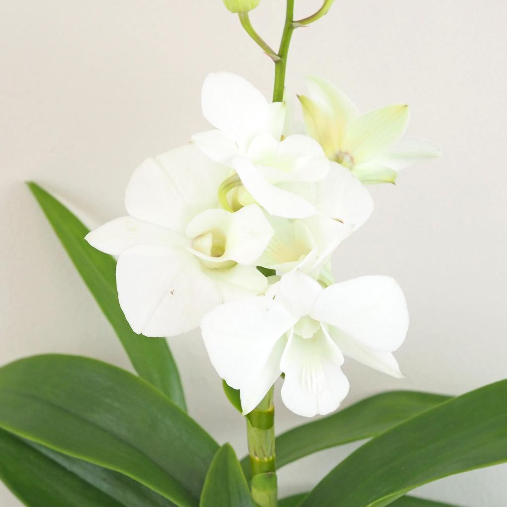 Orchidej Dendrobium Sa-Nook ‘White’ Orchidej Dendrobium Sa-Nook bily kvet kvetina kvetouci pokojovka