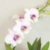 Orchidej Dendrobium Sa-Nook ‘White Pink’ Orchidej Dendrobium Sa-Nook bilo-ruzovy kvet kvetina kvetouci pokojovka