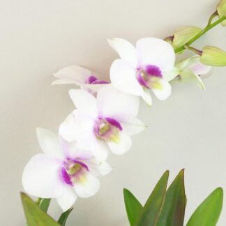 Pokojové rostliny, řasokoule a příslušenství Orchidej Dendrobium Sa-Nook bilo-ruzovy kvet kvetina kvetouci pokojovka