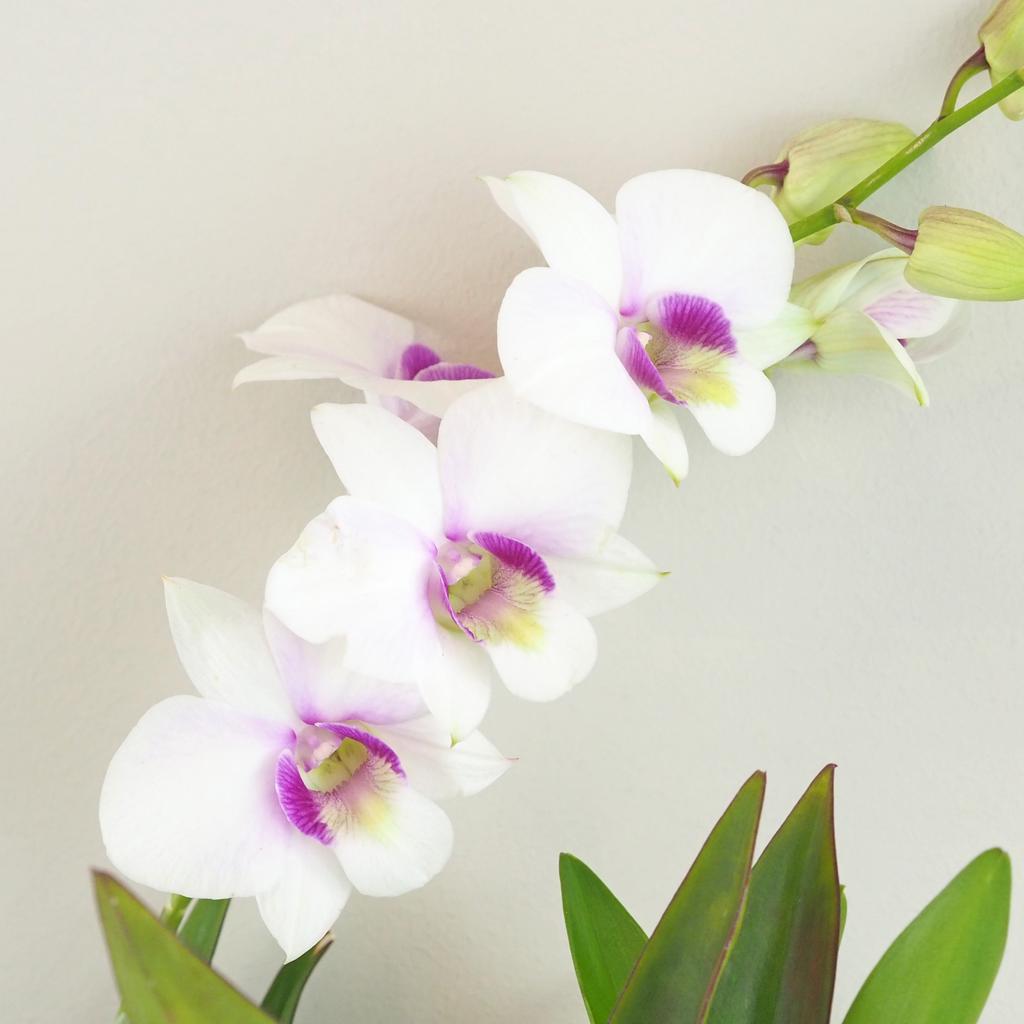 Orchidej Dendrobium Sa-Nook ‘White Pink’ Orchidej Dendrobium Sa-Nook bilo-ruzovy kvet kvetina kvetouci pokojovka