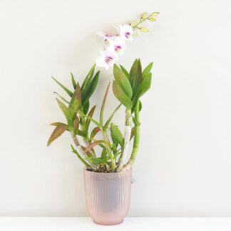 Orchidej Dendrobium Sa-Nook ‘White Pink’ Orchidej Dendrobium Sa-Nook bilo-ruzovy kvet kvetina kvetouci pokojovka