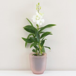 Orchidej Dendrobium Sa-Nook ‘White’ Orchidej Dendrobium Sa-Nook bily kvet kvetina kvetouci pokojovka