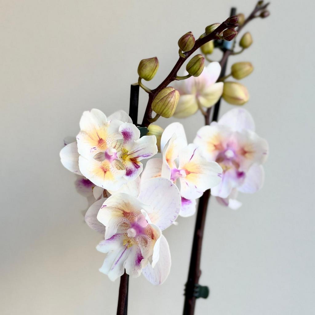 Orchidej Phalaenopsis ‘Popcorn’ Orchidej Phalaenopsis ‘Popcorn’ – bílé květy se žlutým středem a fialovou kresbou, na stoncích zelená poupata