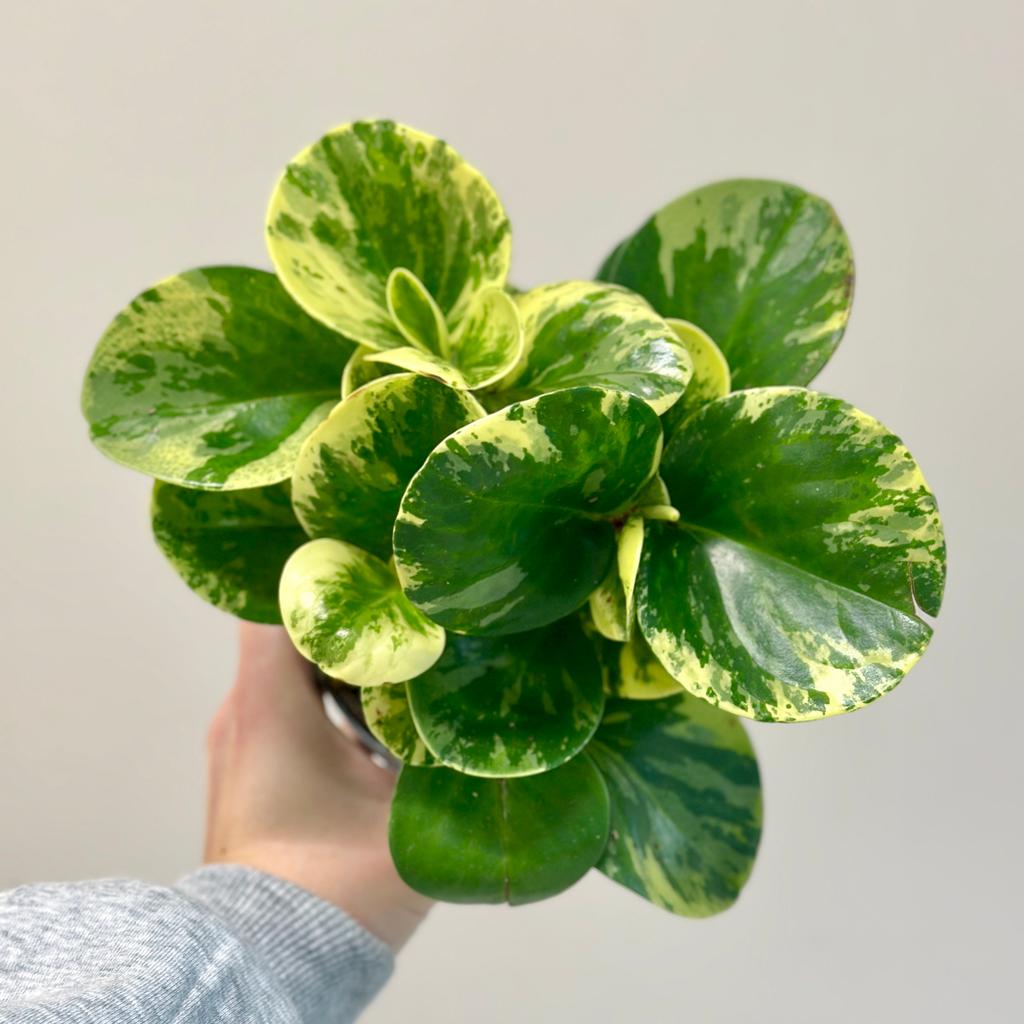 Peperomia obtusifolia ‘Green Gold’ Peperomie obtusifolia ‘Golden Gate’ (kópia)