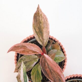 Philodendron ‘Fire Phoenix’ malý Philodendron Fire Phoenix mala panasovana pokojovka raritni kultivar