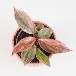 Pokojové rostliny, řasokoule a příslušenství Philodendron Fire Phoenix mala panasovana pokojovka raritni kultivar