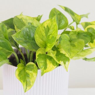 Pothos Epipremnum aureum ‘Lemon Joy’ Pothos Epipremnum aureum Lemon Joy splhavnice tahla pokojovka